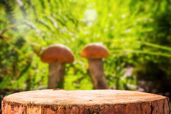 Fundo floresta cogumelo árvore tocos — Fotografia de Stock