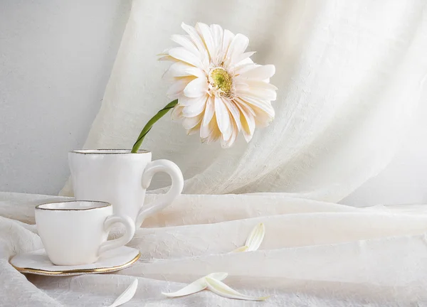 静物画白色非洲菊杯 — 图库照片