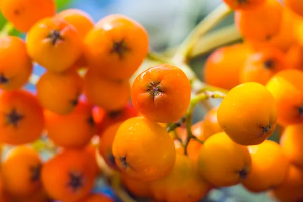 Closeup autumnal fruits rowan — Stock Photo, Image