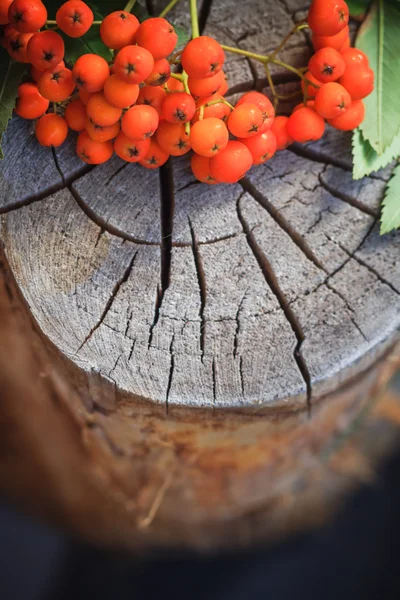 Otoño fondo serbal frutas viejo muñón —  Fotos de Stock