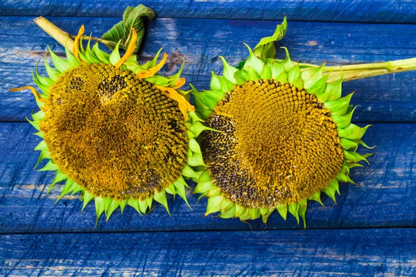 Two yellow sunflowers painted fence — Stock Photo, Image