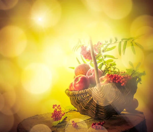 Uma cesta cheia de maçãs rowan por do sol — Fotografia de Stock