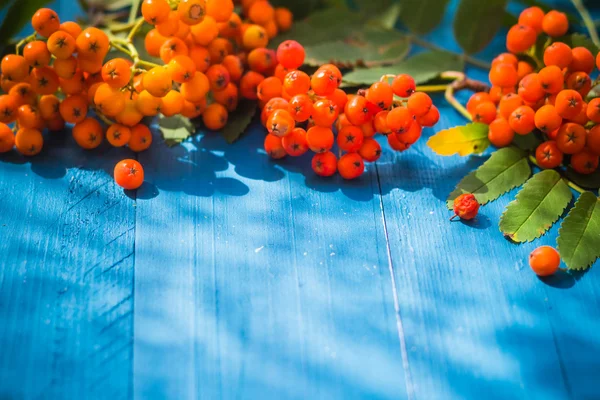 Autumnal background rowan fruits blue wooden board — Stock Photo, Image