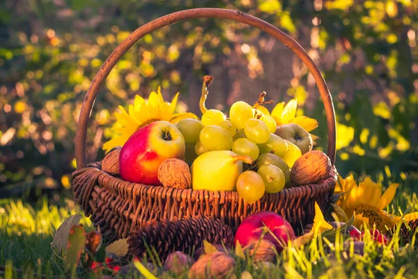 Herbst Obstgarten Korb frisches Obst Sonnenlicht — Stockfoto