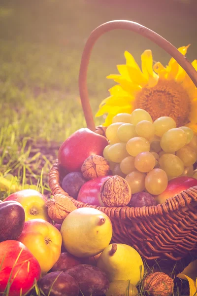 Cesto pieno frutta erba luce del tramonto — Foto Stock