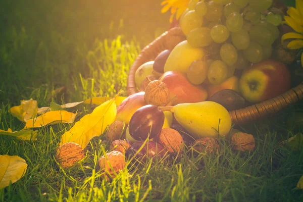 Cesta llena frutas hierba puesta del sol luz —  Fotos de Stock
