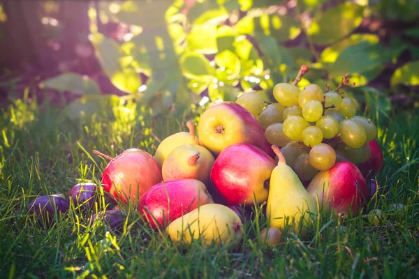 Triste outono frutas grama sol — Fotografia de Stock