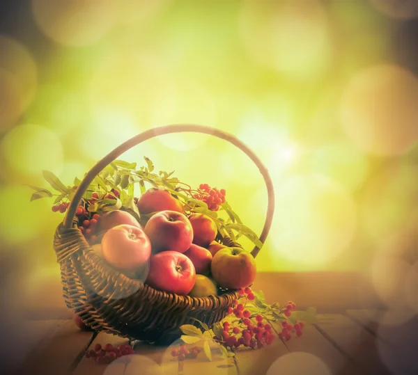 Uma cesta cheia de maçãs rowan por do sol — Fotografia de Stock
