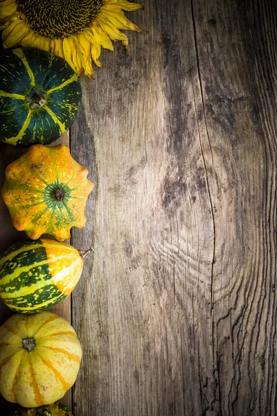 Autumn background pumpkins board — Stock Photo, Image