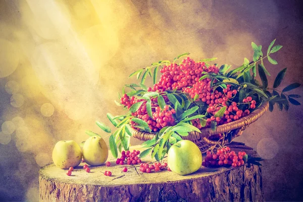 Panier de fruits d'automne rouge rowan soleil Nature morte — Photo