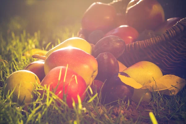 Cesta cheia de frutas grama pôr do sol luz — Fotografia de Stock