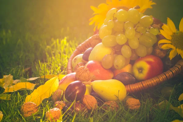 Košík plný ovoce tráva slunce světlo — Stock fotografie