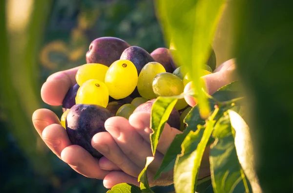 Fruits hands plums grapes light sun — Stock Photo, Image