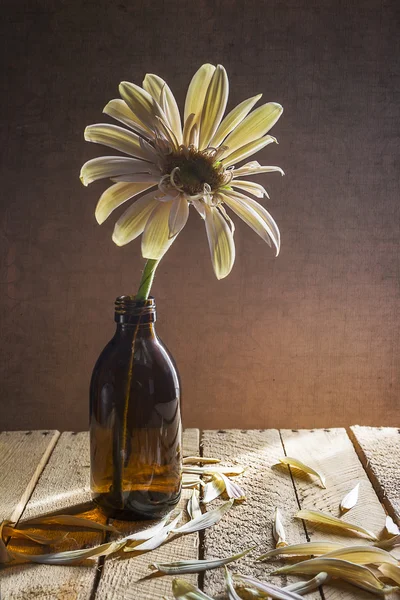 Zátiší bílá gerbera brýle kniha — Stock fotografie