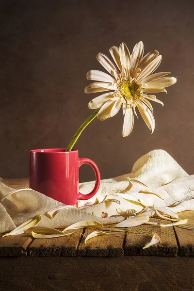 Nature morte gerbera blanc tasse rouge — Photo