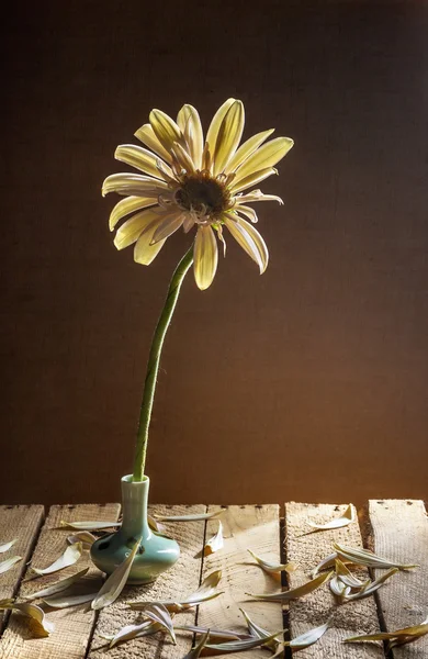 Natura morta gerbera bianco piccolo vaso — Foto Stock