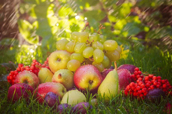 Hüzünlü sonbahar meyve çim sunshine — Stok fotoğraf