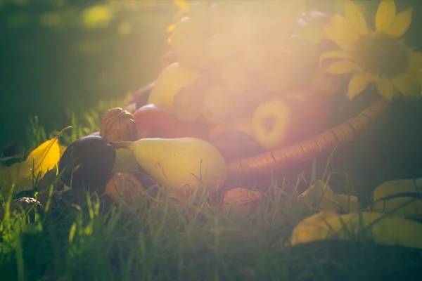 Cesta cheia de frutas grama pôr do sol luz — Fotografia de Stock