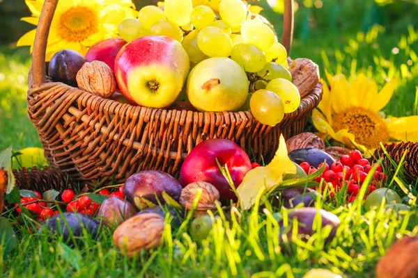 Korb voller Früchte Gras Sonnenuntergang Licht — Stockfoto