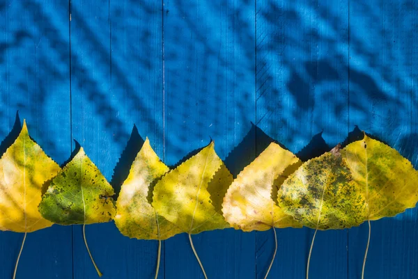 Autumn background leaves yellow blue table — Stock Photo, Image