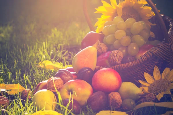 Cesta llena frutas hierba puesta del sol luz — Foto de Stock