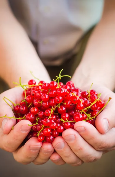 Freshly fruits red currant hands man — Stock Photo, Image