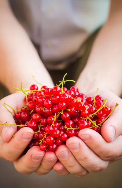 Baru saja buah merah currant tangan manusia — Stok Foto