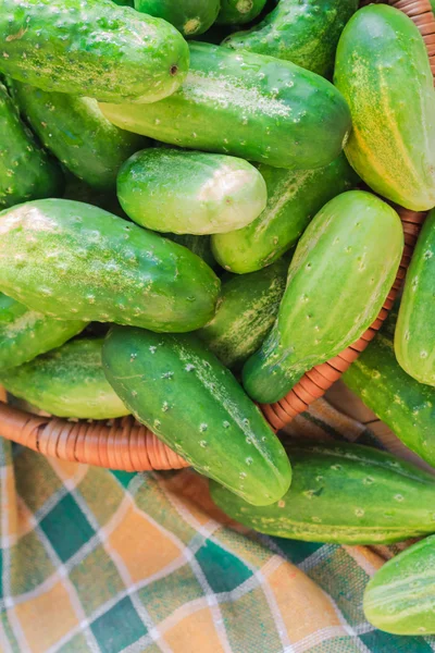 Lots fresh green cucumbers wooden table — Stock Photo, Image