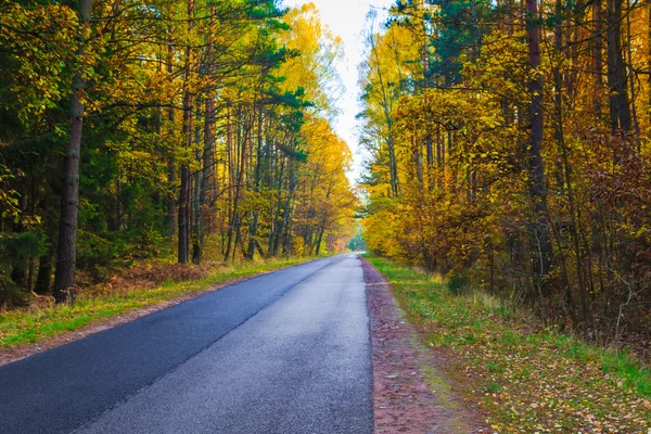 路深处秋季森林树木多彩树叶 — 图库照片