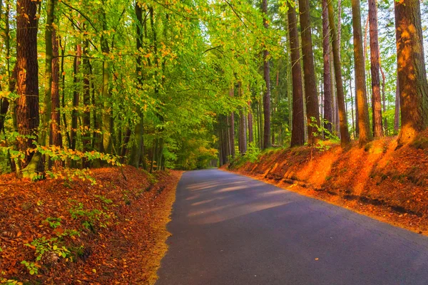 Straße Tiefen Herbst Wald Bäume bunte Blätter — Stockfoto