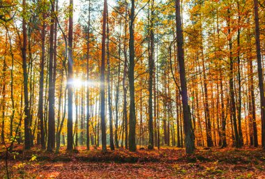 Sonbahar derinlikleri ağaçlar renkli yaprakları orman