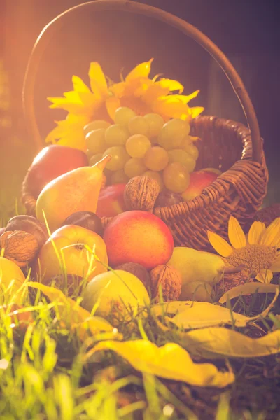 Cesta llena frutas hierba puesta del sol luz — Foto de Stock