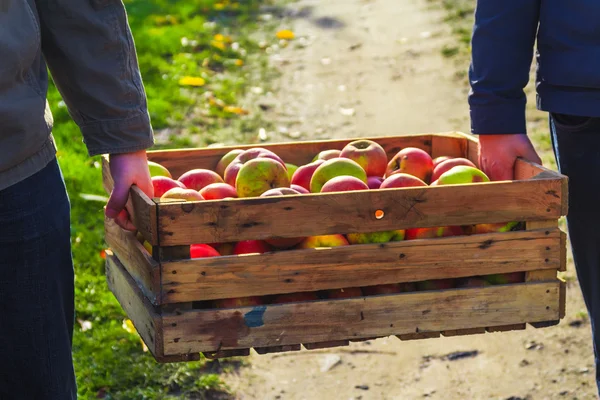 Caja de cajas de madera de manzanas de cosecha de otoño llevó la mano a la gente —  Fotos de Stock