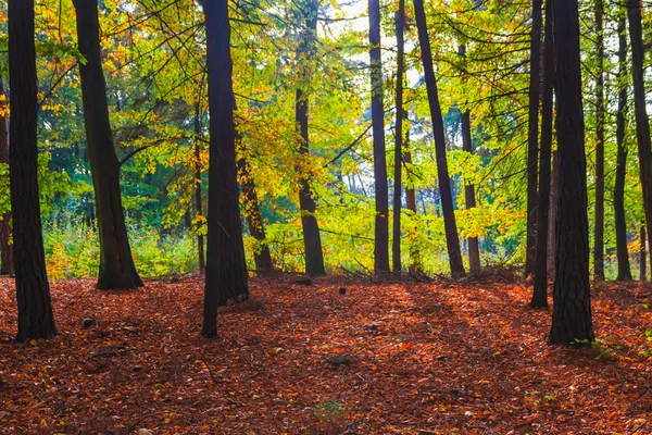 Profondeurs d'automne arbres forestiers feuilles colorées — Photo