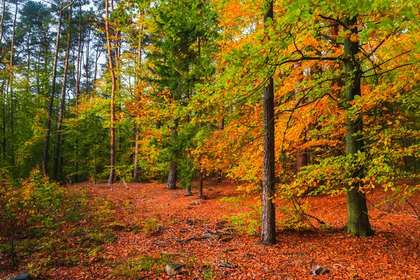 Autumn depths forest trees colorful leaves — Stock Photo, Image