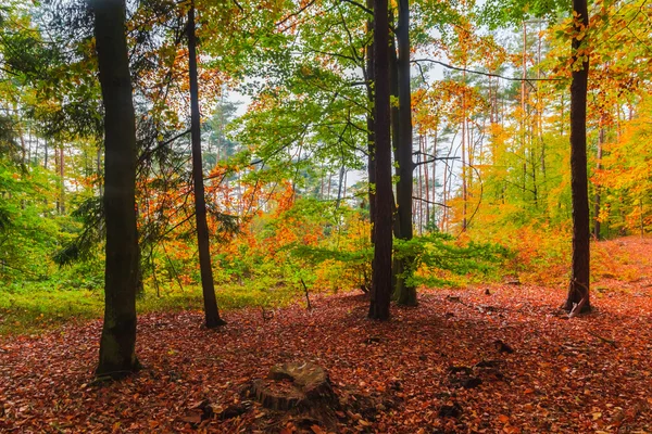 Autumn depths forest trees colorful leaves — Stock Photo, Image