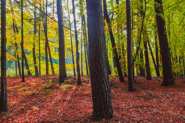 Profondeurs d'automne arbres forestiers feuilles colorées — Photo