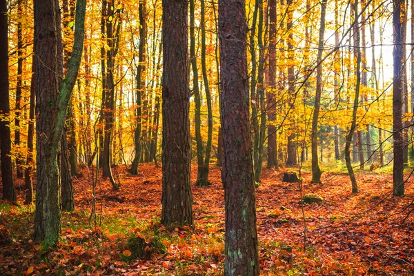 Profondeurs d'automne arbres forestiers feuilles colorées — Photo