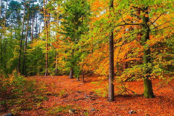 Autumn depths forest trees colorful leaves — Stock Photo, Image