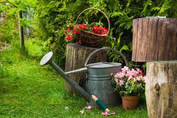 Different tools plants spring garden — Stock Photo, Image