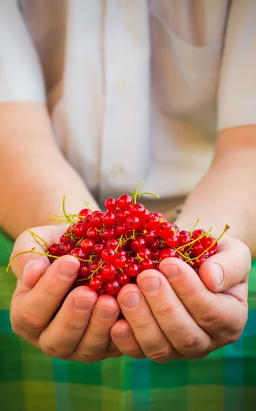 Male hands holding red currant fruit fresh air — Stock Photo, Image