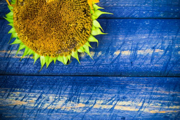 Yellow sunflower painted fence — Stock Photo, Image