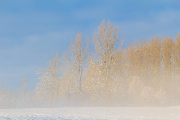 Inverno paisagem vista campos florestas coberto neve nevoeiro — Fotografia de Stock