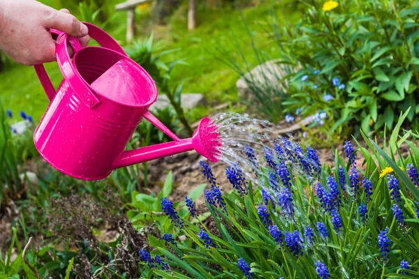 Spring works garden watering plants watering can — Stock Photo, Image