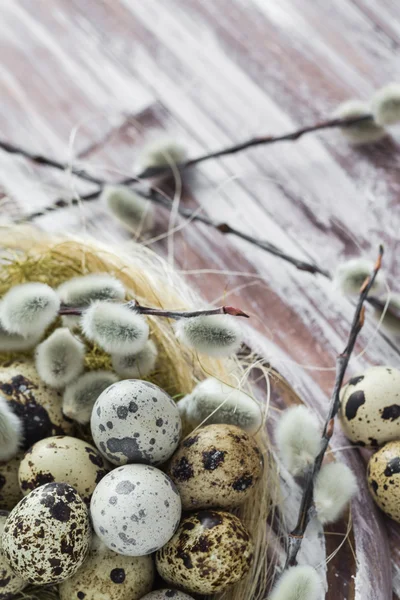 Fondo de Pascua huevos de codorniz catkins mesa de madera — Foto de Stock