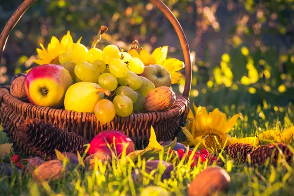 meyve sepeti sonbahar taze meyve güneş ışığı