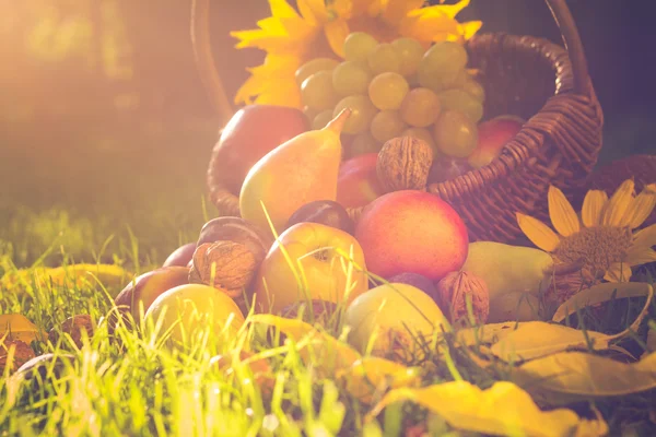 Cesta llena frutas hierba puesta del sol luz — Foto de Stock