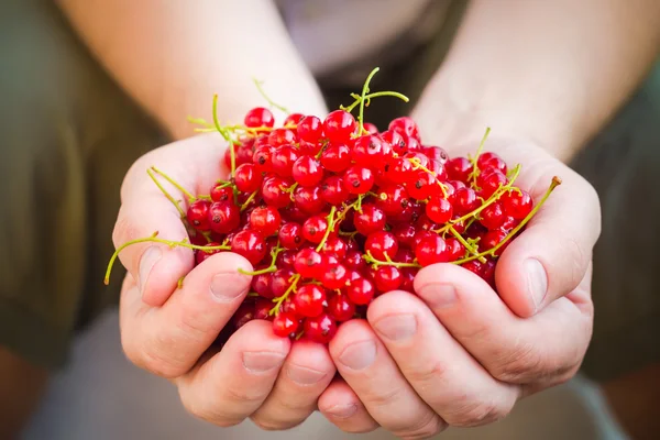 Freshly fruits red currant hands man — Stock Photo, Image