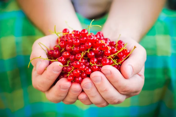 Male hands holding red currant fruit fresh air — Stock Photo, Image