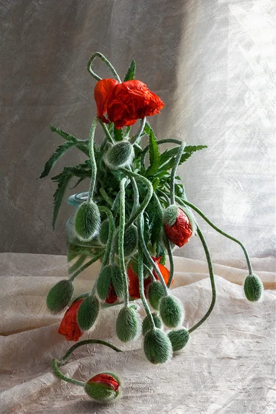 Natura morta bouquet papaveri rossi — Foto Stock